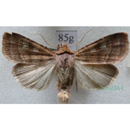 Diarsia rubi (Vieweg, 1790) Rolnica malinówka Czech85g